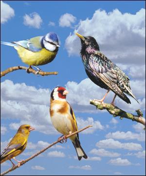 'Si tous les oiseaux qui ont chanté au ciel de mai pouvaient nous raconter ce qu'ils ont vu ... ' en 1962 ! (Clip à voir)