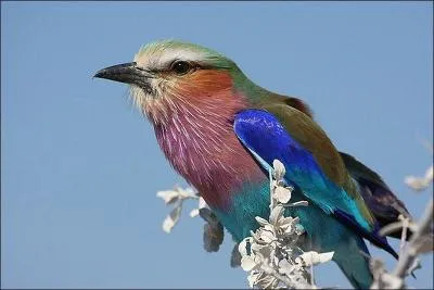 Qui a eu Nathalie pour guide et a chant 'mon Dieu, qu'il tait drle  voir le p'tit oiseau de toutes les couleurs' en 1966 ? (Clip)