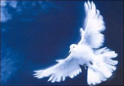 'La Fille aux yeux d'or' a chant 'regarde l'oiseau, comme un point sur un ciel. Il s'amuse, il fait le beau, tient le soleil sur ses ailes  en 1983. Qui est-ce ? (Clip)