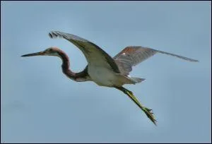 L'interprte de 'Mlissa' s'est transform en grand oiseau dans le conte musical 'milie Jolie' en 1979. Qui est cet artiste ? (Clip)