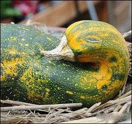 Trouvez le nom du ballet !