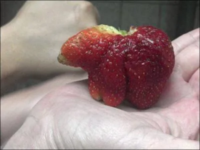 Noir, brun, blanc ou  collier, ne sucrez pas les fraises sur cette rponse !