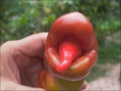 Trouvez le nom d'un animal de roman !