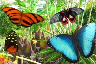 Quel compositeur classique a crit une jolie pice pour piano intitule 'Papillons  ?