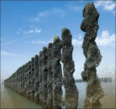  propos des moules de bouchot, cochez l'affirmation fausse.