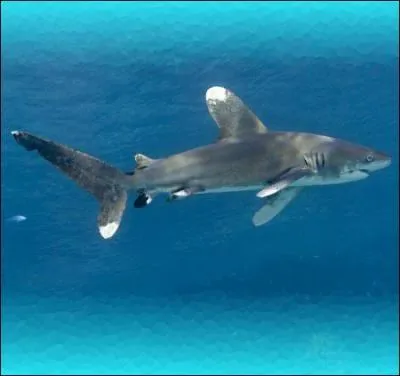 Vous souvenez-vous de ce croiseur lourd amricain, coul  l't 1945 dans la mer des Philippines par un sous-marin japonais, et dont on estime que 500 de ses marins furent dvors par des squales en attendant les secours qui mirent quatre jours  arriver ? Quel tait son nom ?