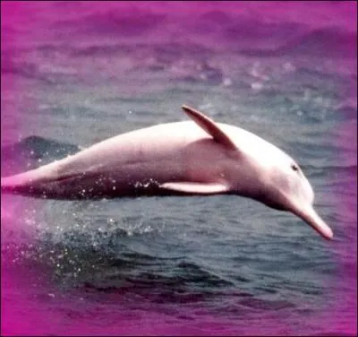 Quel est l'autre nom du Boto ?