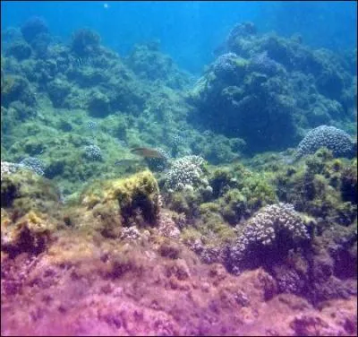 Quelle molcule est responsable de l'acidification des ocans ?