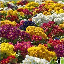 Le printemps est l et la primevre pointe son nez. Que nous dit-elle ?