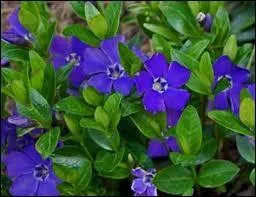 Et la jolie pervenche, que nous dit-elle ?