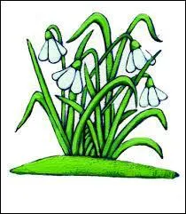 Quand l'hiver s'en va, que nous fait comprendre le ou la perce-neige ? 