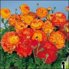 Un bouquet de renoncules colores, mfiez-vous car elles sont perfides. Mais que veulent-elles dire ?