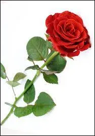 Je vais finir ce quiz avec la plus jolie fleur du jardin, la rose en gnral. Que nous dit-elle ?