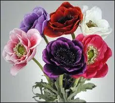 Et la belle anmone, que veut-elle dire ?