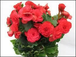 Si une personne vous offre des bgonias, que veut-elle vous faire comprendre ?