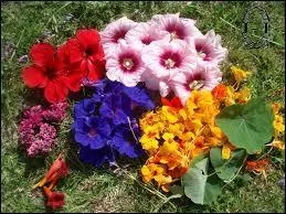 On vous offre un bouquet de capucines, que veut faire passer la personne ?