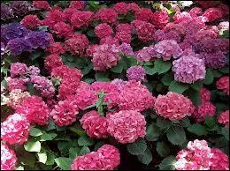 L'hortensia en fleurs dans le jardin, que veut-il dire ?