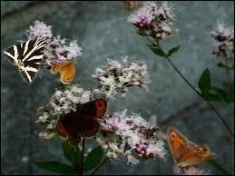 Je fleuris en t, mes fleurs sont blanches roses ou mauves, je suis la marjolaine. Que puis-je signifier ?