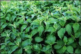 On ne vous offrira certes pas un bouquet d'orties ! Mais que disent-elles ?