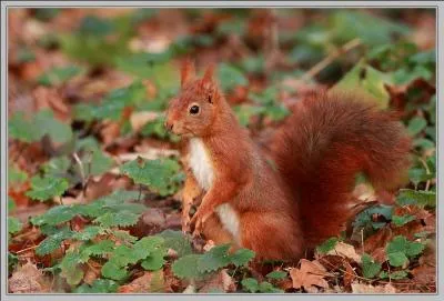 Roux, de Core ou  ventre rouge, ce rongeur est connu pour sa queue en panache et son acharnement  faire des provisions pour l'hiver !