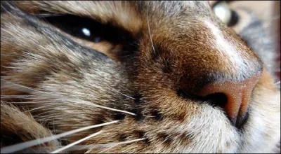 Pour le chat, ses moustaches lui permettent de juger des variations de l'air dans un environnement proche. Quel est l'autre nom des moustaches ?