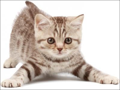 Le mot chat vient du latin  cattus , provenant du verbe  cattare  qui signifie :