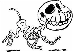 Combien d'os composent le squelette du chat ?