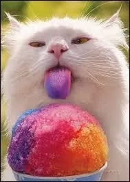 En moyenne, quel est le nombre de repas journaliers d'un chat ?