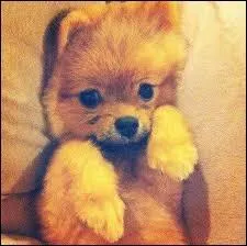 Comment s'appelle-t-il ?