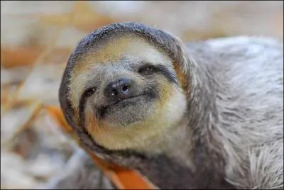 D'où sont originaires les paresseux, que l'on appelle aussi ---------, mammifères arboricoles tranquilles ?