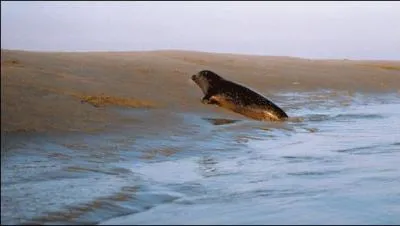 La baie de Somme se trouve en Picardie, et l'on peut y apercevoir, assez fréquemment, des --------- sortant des vagues.