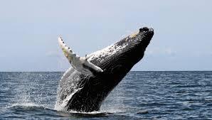 Quiz Baleines