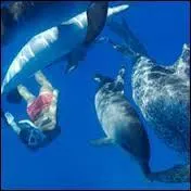 Tous les dauphins acceptent-ils de jouer avec les humains dans l'eau ?