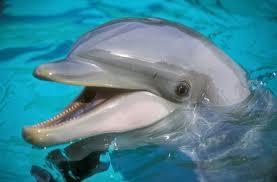 Quiz Dauphins