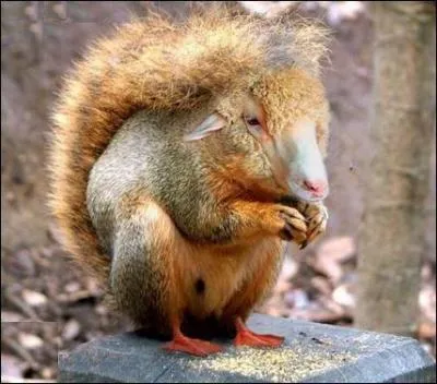 C'est grce  une quipe de chercheurs no-zlandais que l'on connat  prsent ce curieux animal, une nouvelle race d'cureuil, qui se nourrit exclusivement de croquettes !