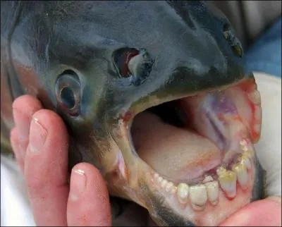 Pas facile d'installer des dents humaines dans la gueule de ce poisson, a m'a pris du temps !
