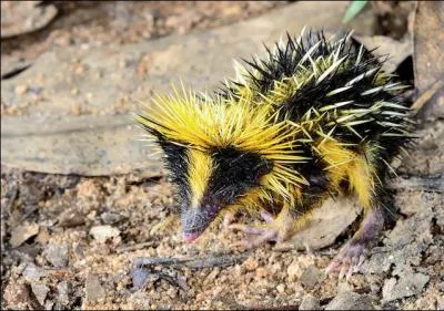 Et cet animal bizarre, que je vais surnommer tenrec zbr de Madagascar, pensez-vous qu'il existe ?
