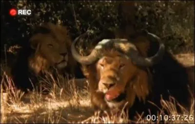 Tiens, tant que l'on y est, celui-ci vient d'tre dcouvert rcemment dans des rgions inexplores du Congo, le buffalo !