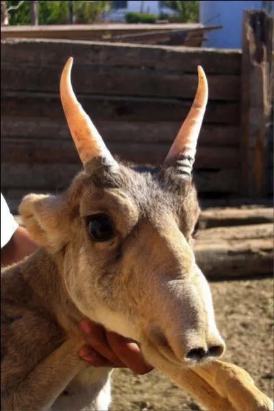 Encore plus fort, une antilope avec une tronche de clown, mais pour qui nous prend-on ?