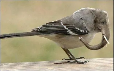 L'oiseau-lphant a-t-il exist ?