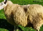 Quiz Animaux de la ferme