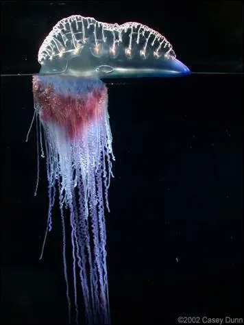 Les physalies sont une sorte de mduse se dplaant en grand nombre au large des mers tropicales.
