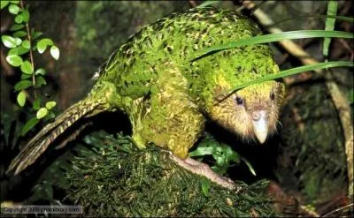 Quelle est la particularit de ce perroquet appel kakapo ?