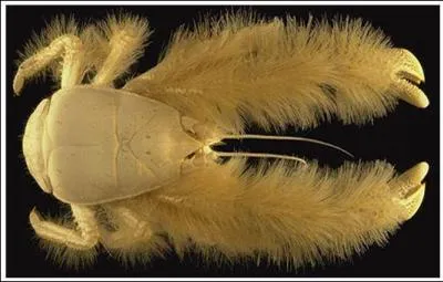 Quel nom donne-t-on  ce crabe ?