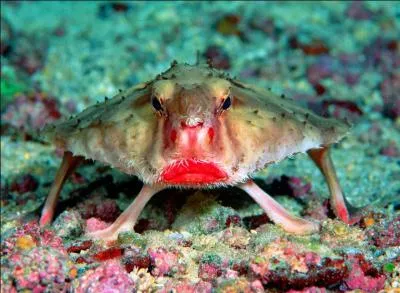 Encore un crabe, celui-ci est appel crabe aux lvres rouges.