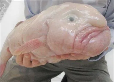  quelle profondeur vit le blobfish, ce charmant poisson glatineux ?
