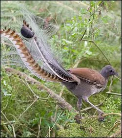Quelle est la particularit de l'oiseau-lyre ?