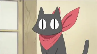 Chat trouv par le professeur dans la rue, il a deux ans et porte un bandeau rouge...