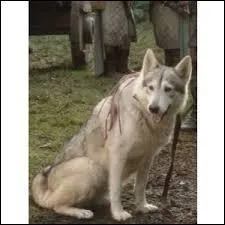 Quel loup Ned Stark a-t-il tu ?