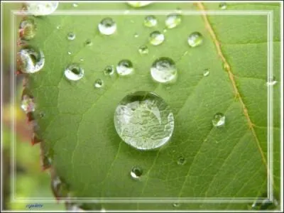 Il est n le 8 avril 1929, il lui promettait des perles de pluie en lui chantant  il faut oublier les malentendus , qui est cet immense chanteur ?